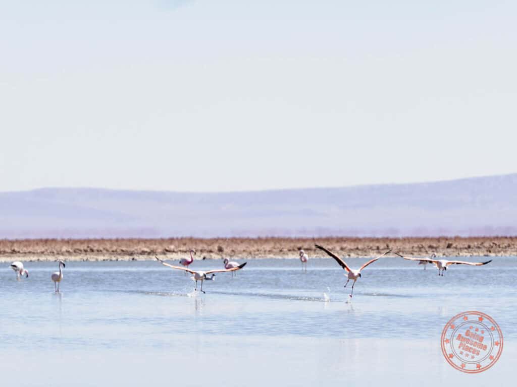 flamingos ready for takeoff at laguna chaxa in  the atacama desert