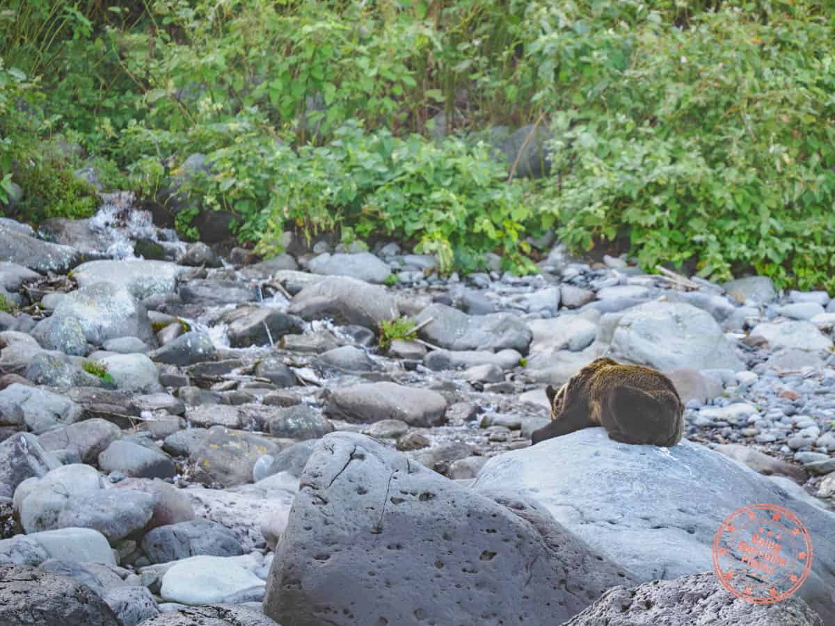 lazy brown bear cruise sighting from fisherman boat