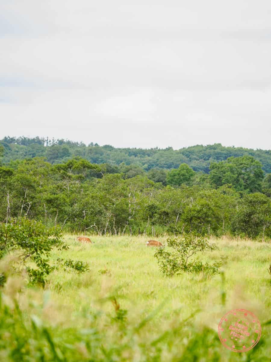 deer sighting from onnenai wooden boardwalk