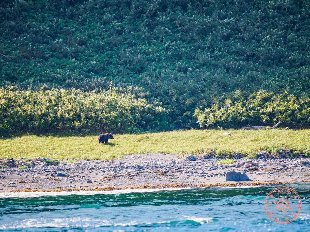 first brown bear sighting with lincle cape shiretoko cruise