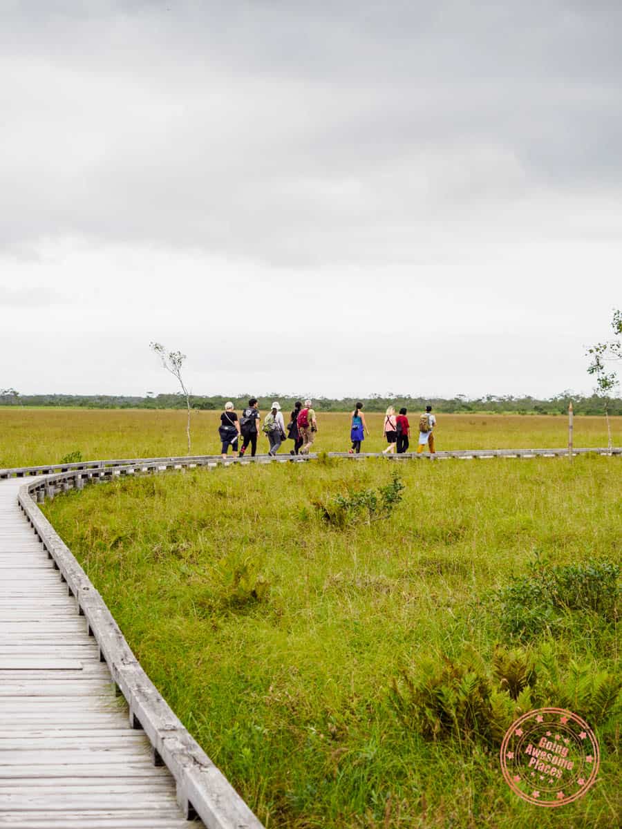 onnenai boardwalk above kushiro marshlands