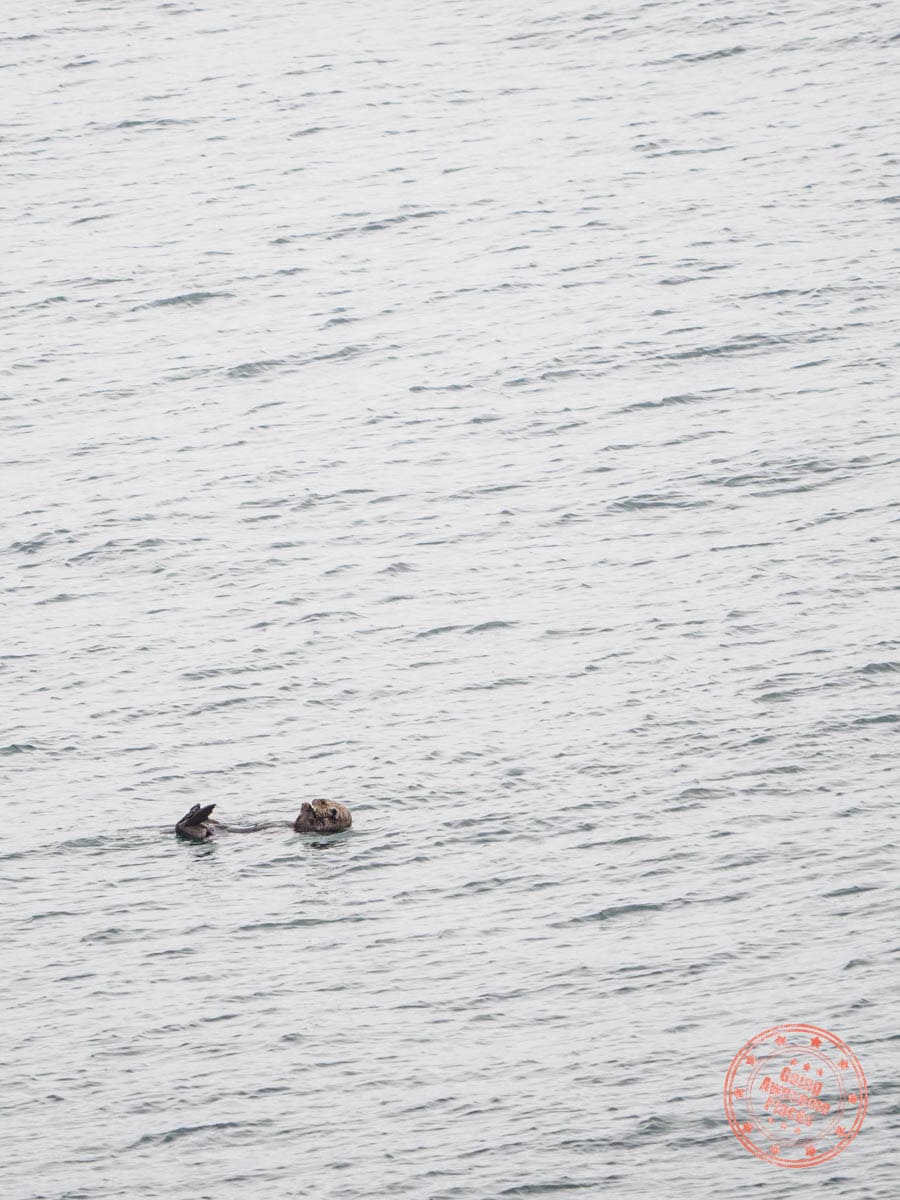 cute sea otter floating in cape kiritappu hokkaido japan