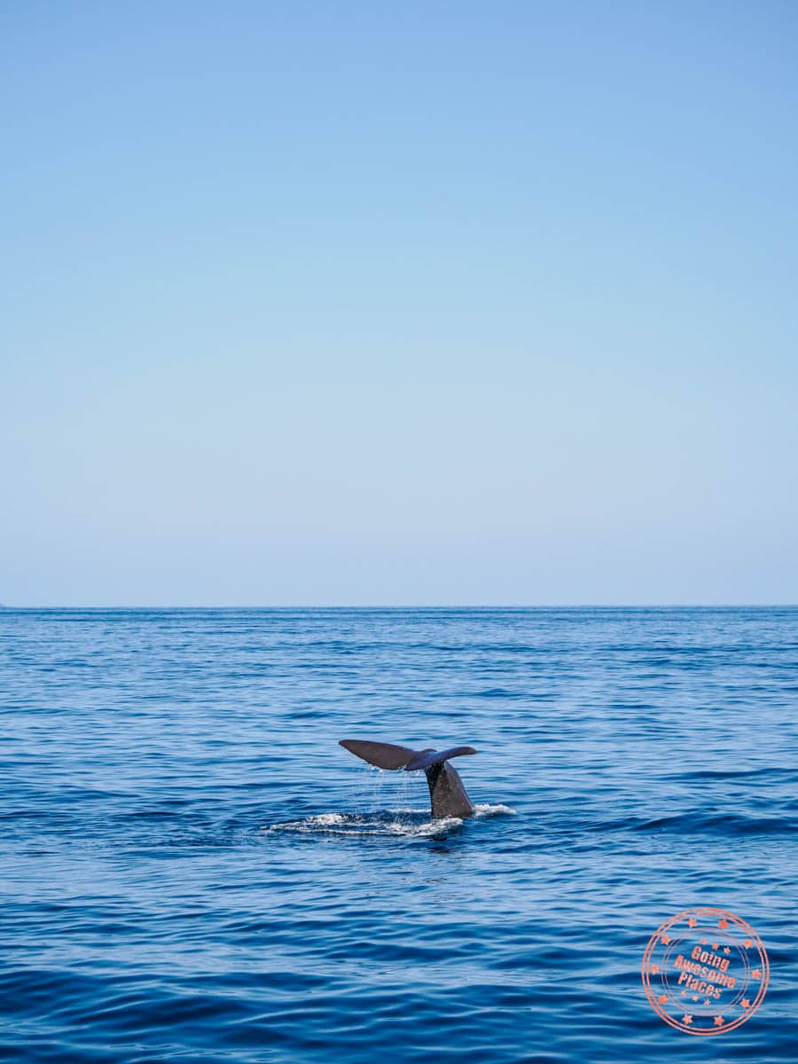 sperm whale tail flipping shiretoko hokkaido japan