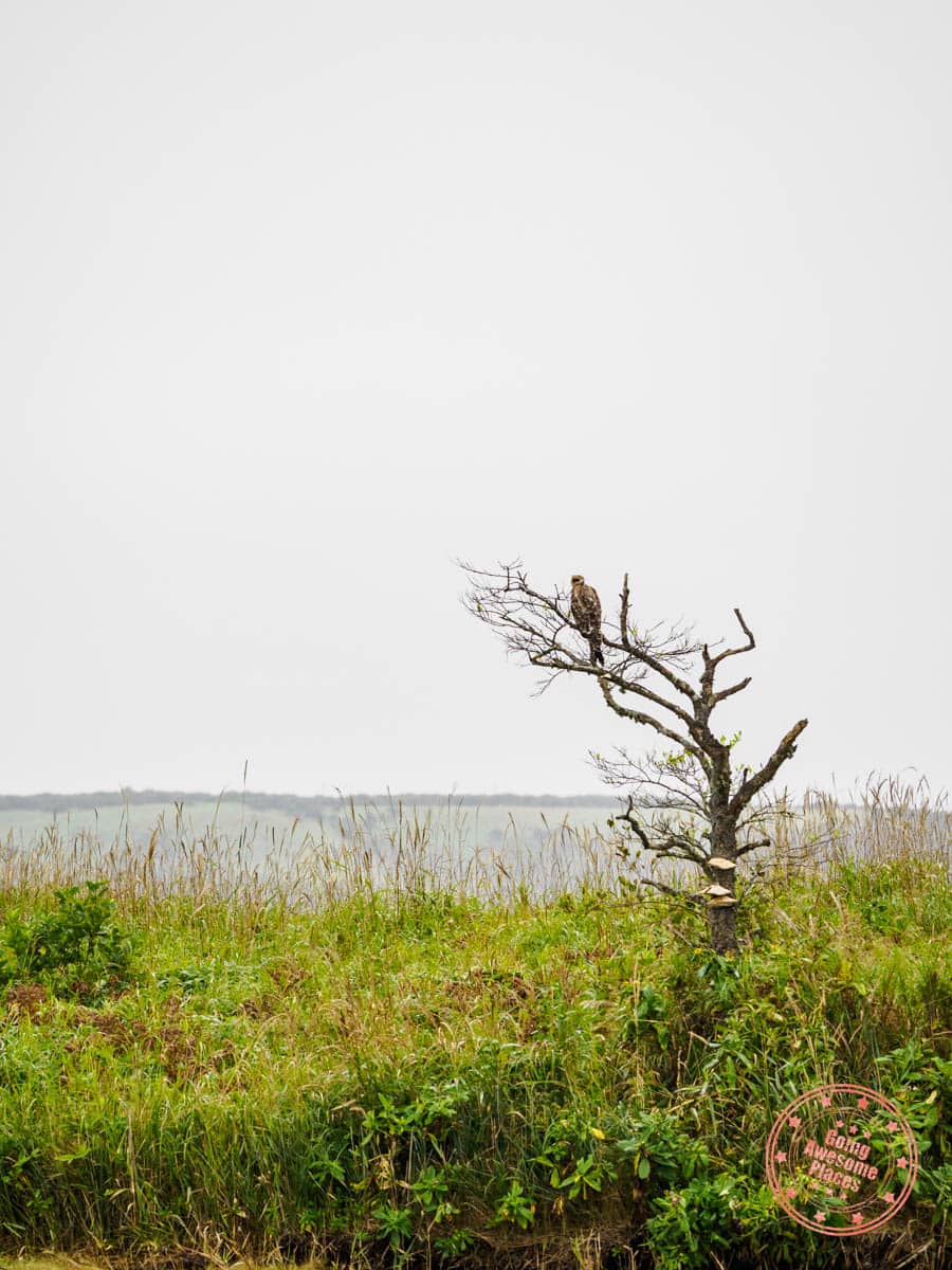 stellers sea eagle spotting while canoeing on biwase river in far east hokkaido itinerary