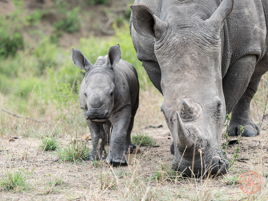 adult and baby rhino close up during elephant plains safari in south africa