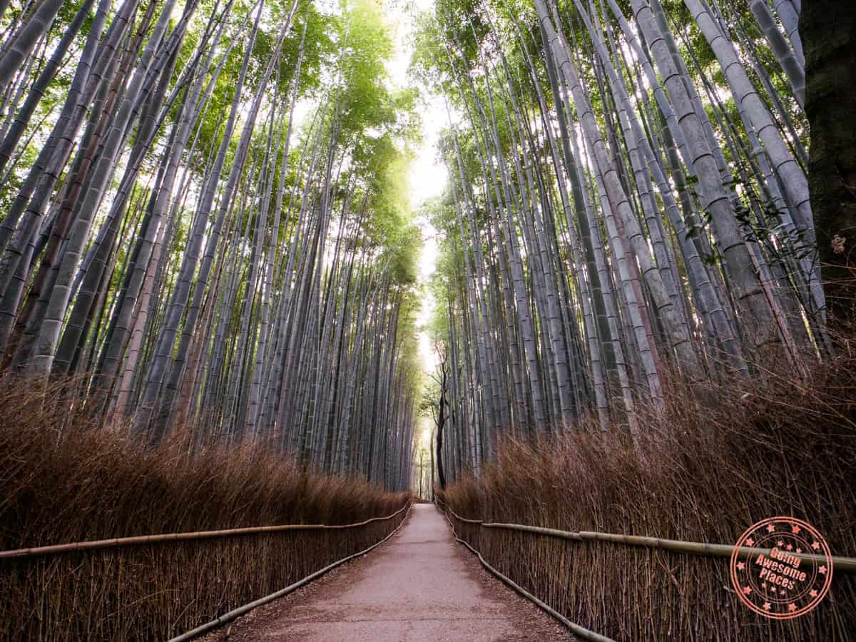 10 Day Japan Itinerary For First Timers - Modern Golden Route arashiyama bamboo forest at sunrise