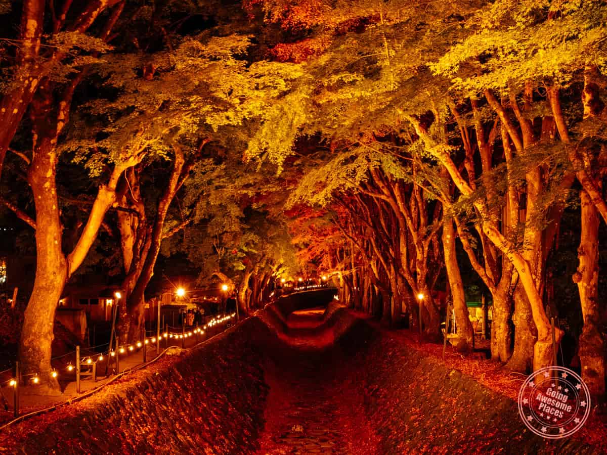 10 Day Japan Itinerary For First Timers - Modern Golden Route lake kawaguchi maple corridor