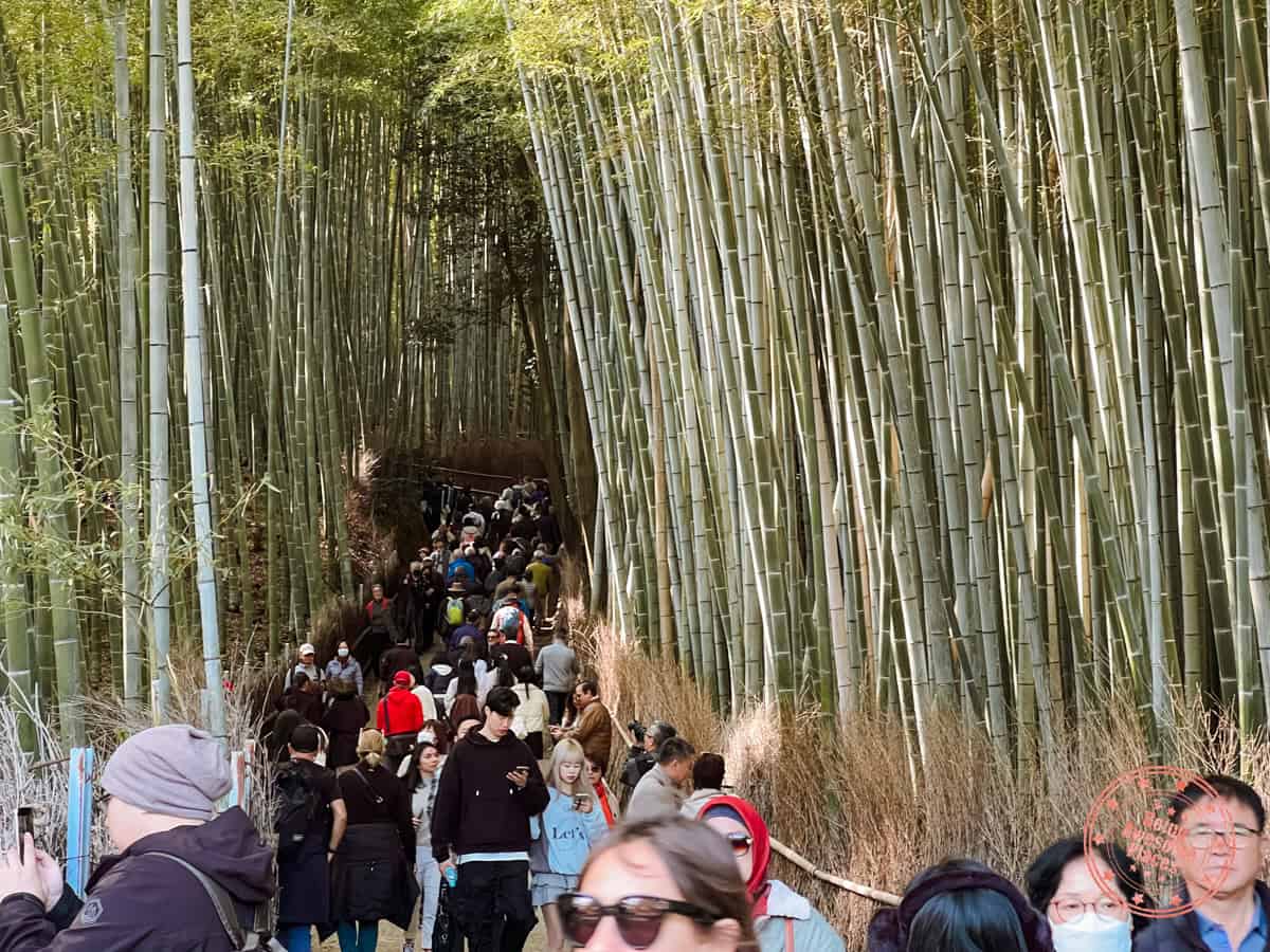 10 Day Japan Itinerary For First Timers - Modern Golden Route large tourist crowds at arashiyama bamboo forest in kyoto
