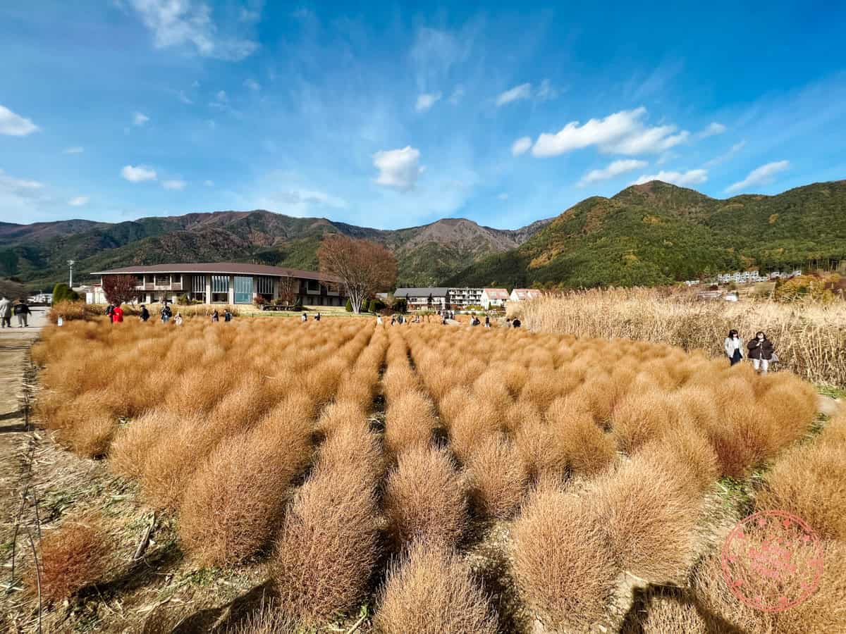 10 Day Japan Itinerary For First Timers - Modern Golden Route oishi park walking path