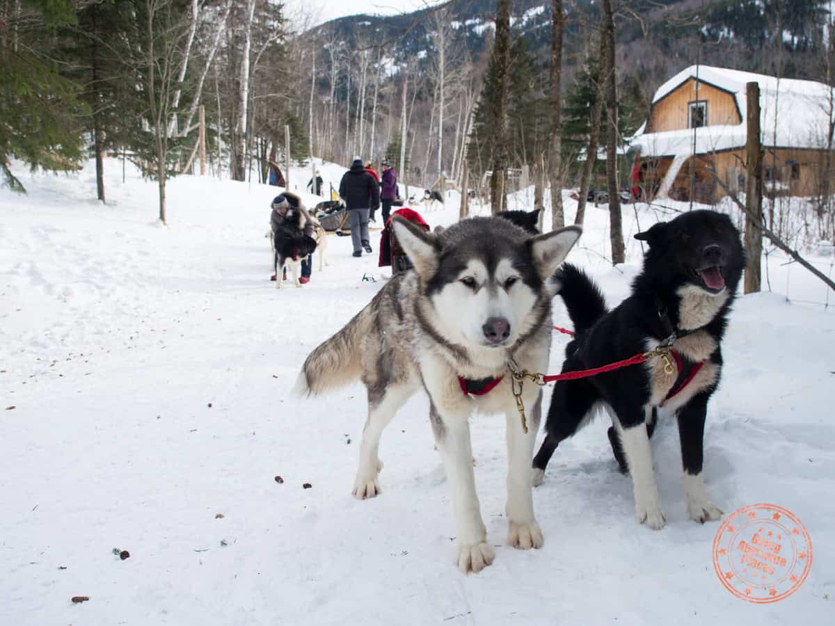dogsledding in quebec at plein air de l"anse