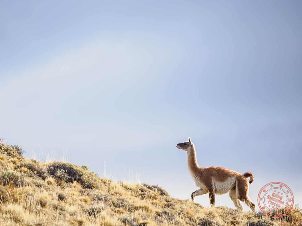 alpaca standing on rocky hillside in patagonia