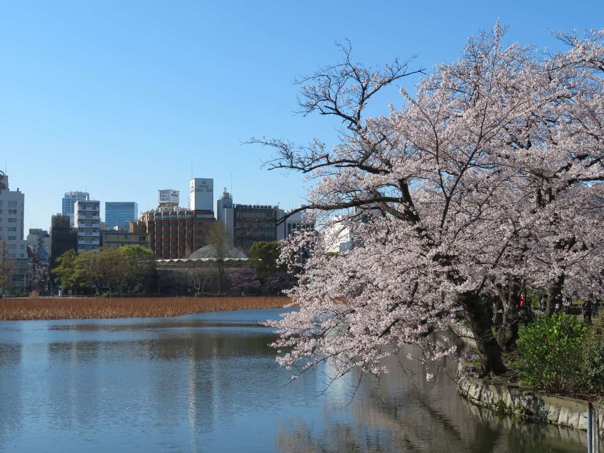 cherry blossom in bloom over water in ueno park