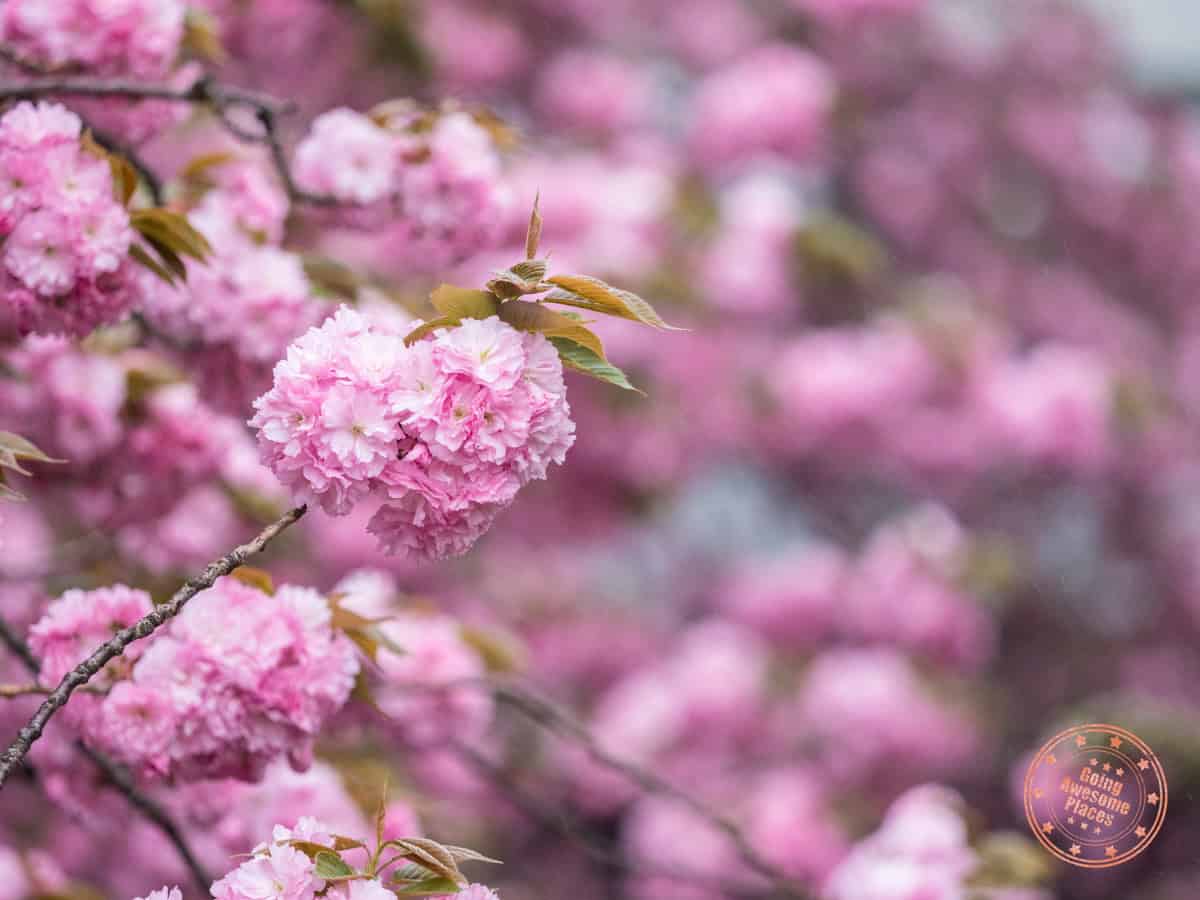 up close view of cherry blossom