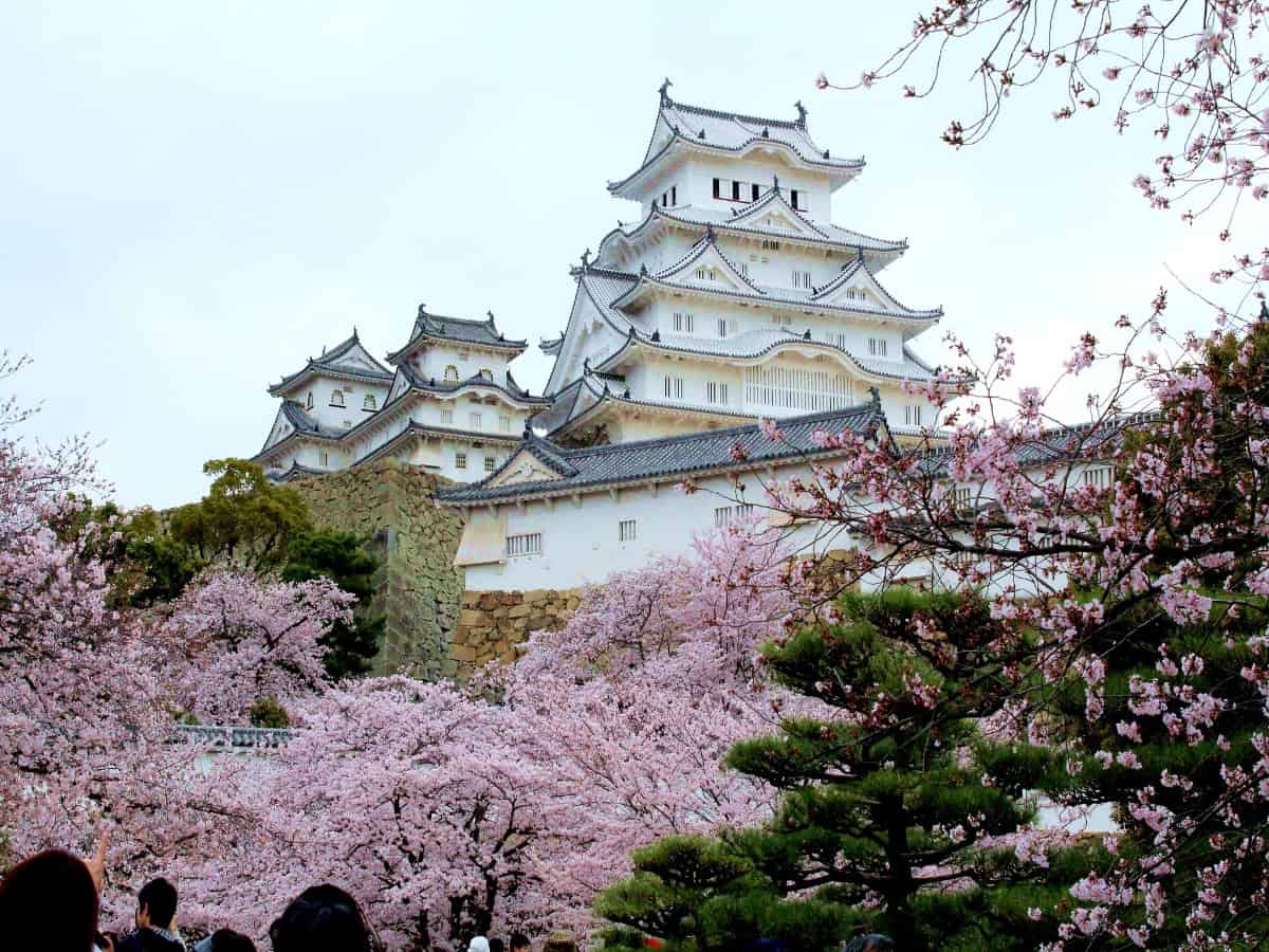 cherry blossoms in bloom surrounding himeji castle