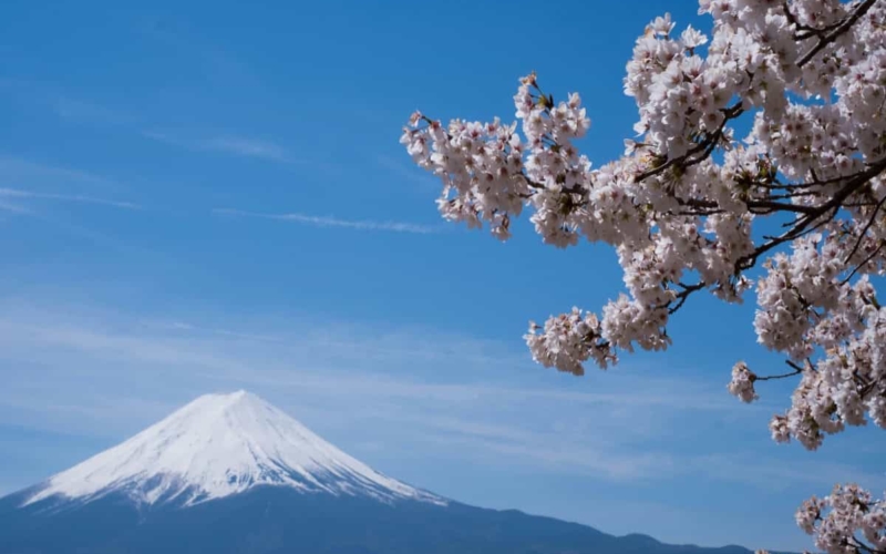 cherry blossom blooming with mt. fuji in background
