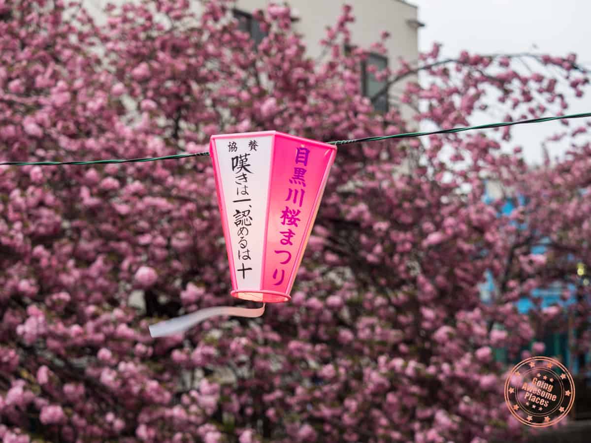 sakura lanterns hanging by cherry blossom tree