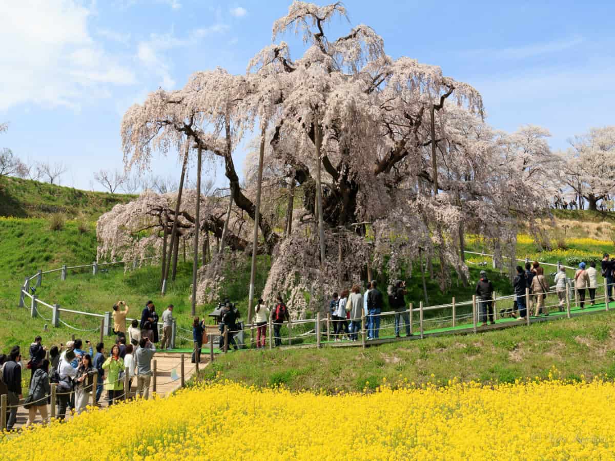 tourists surrounding miharu takizakura to view during bloom