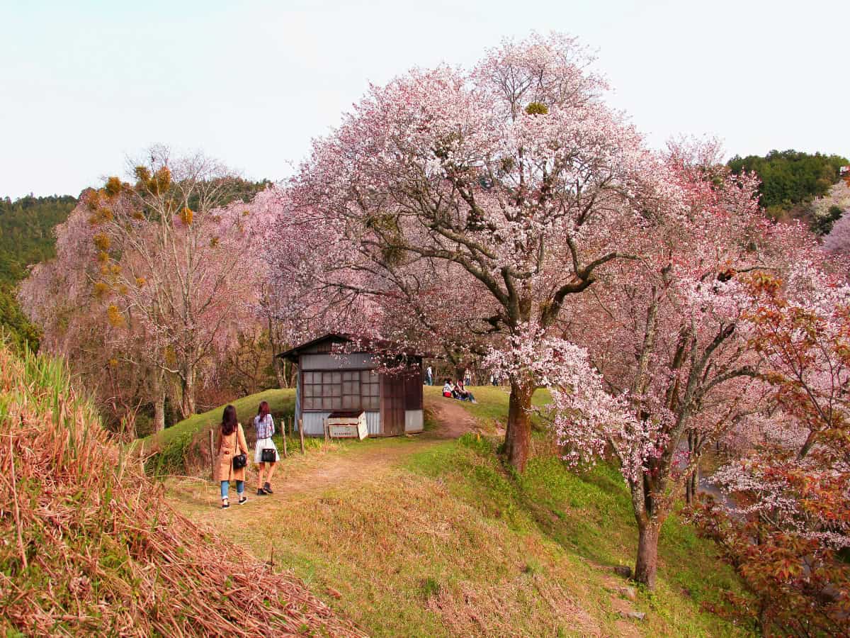 tourists viewing cherry blossoms in bloom in mount yoshino, nara prefecture