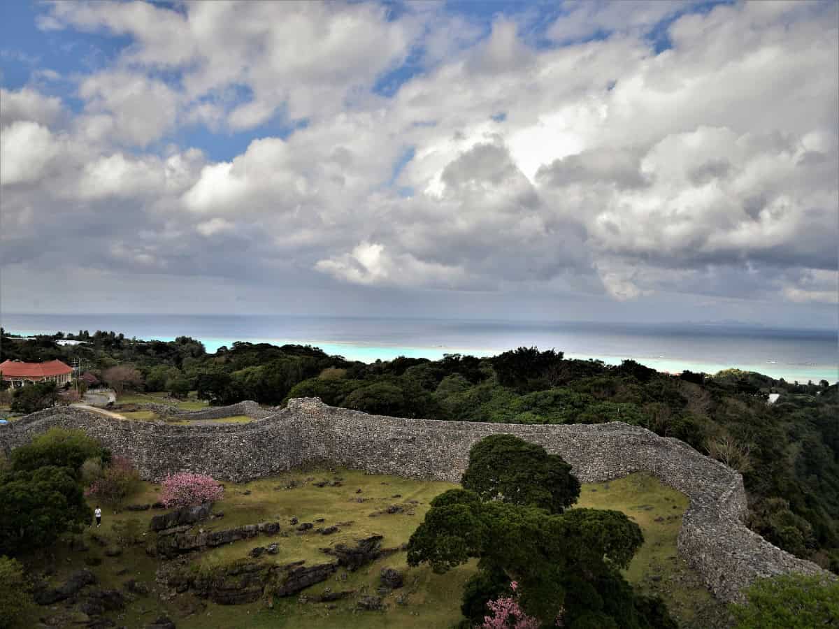 a couple cherry blossoms starting to bloom at nakijin castle site
