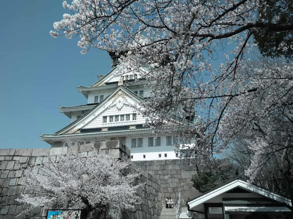 light colored cherry blossoms in bloom surrounding osaka castle