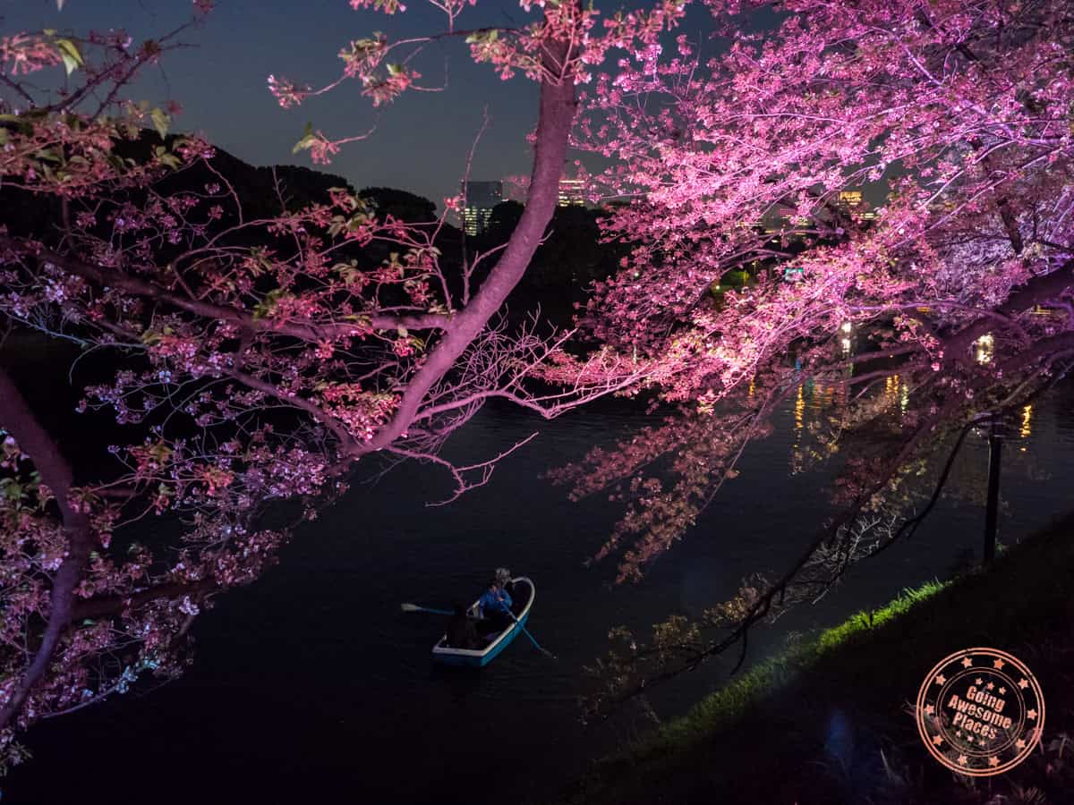 boat floating down river viewing the cherry blossom trees lit up at night