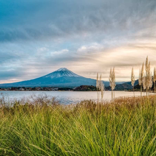 stunning view of mt fuji amongst tall grass across lake