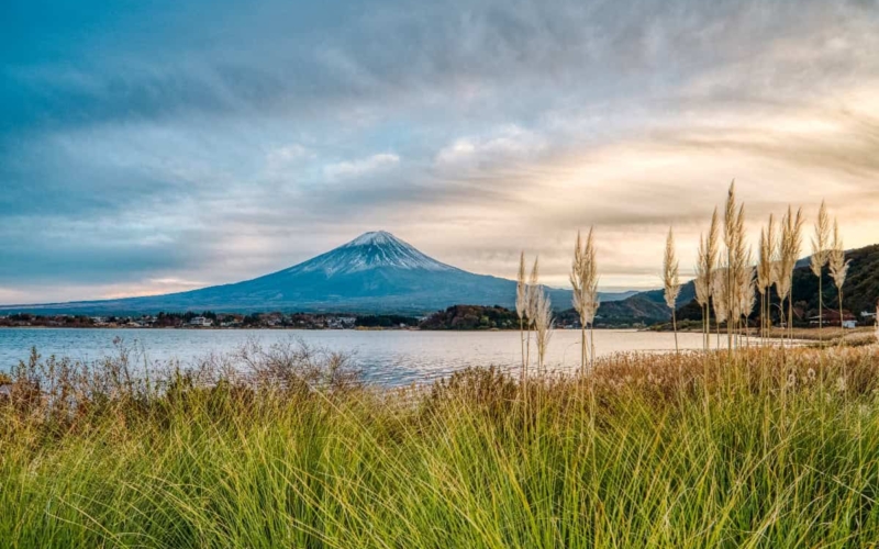 stunning view of mt fuji amongst tall grass across lake