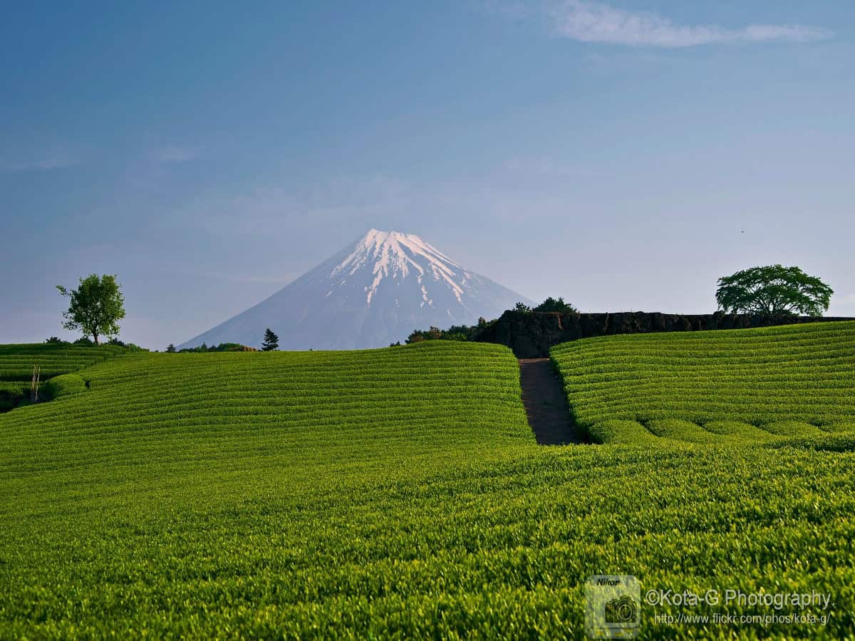 imamiya tea fields in front of mt fuji