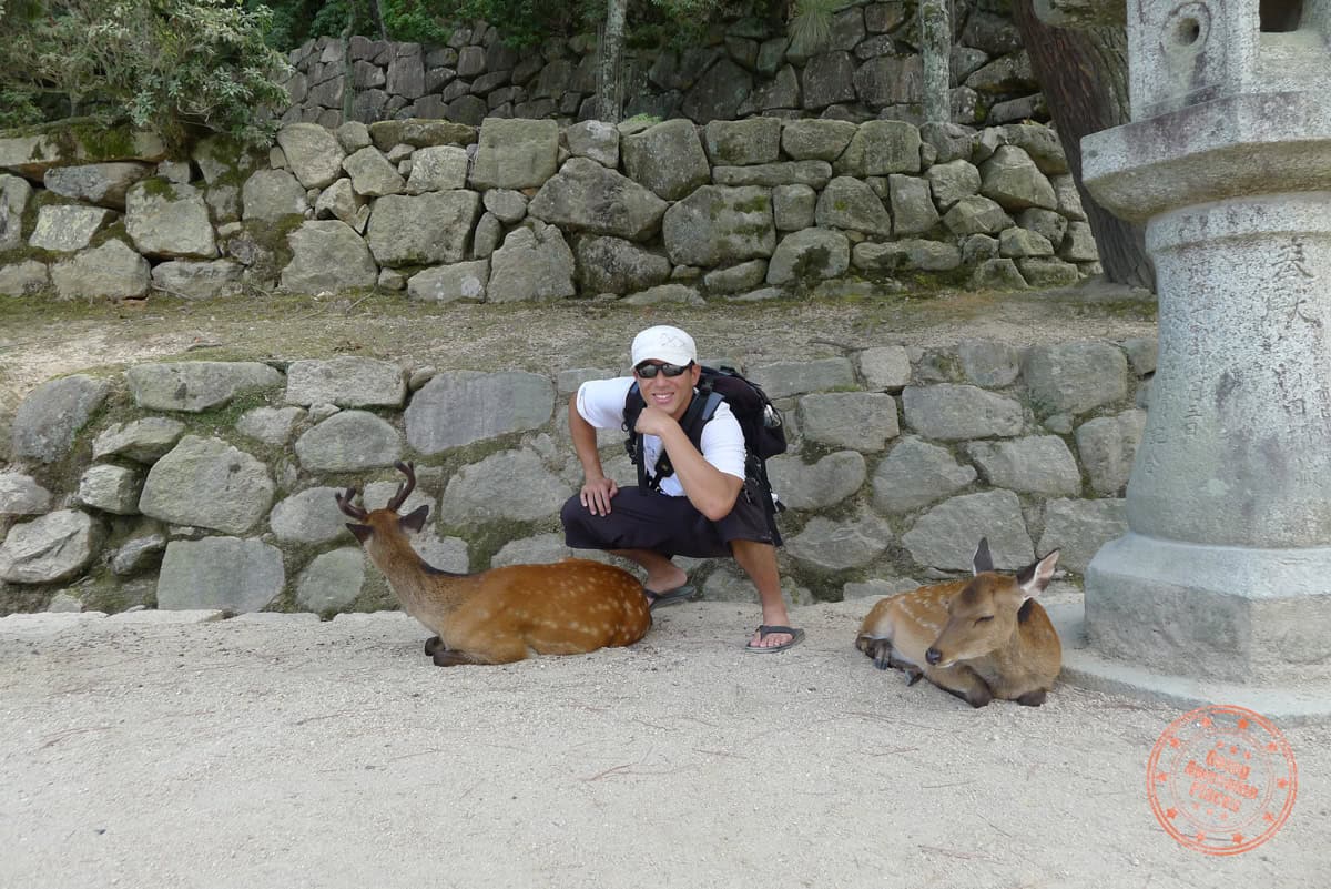 friendly free roaming deer on the island