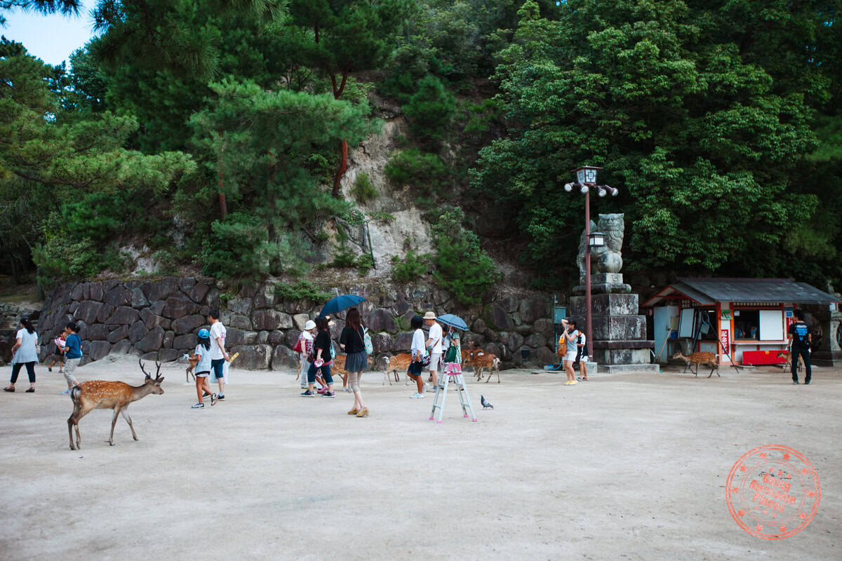 deer casually walking amongst people in momijidani park