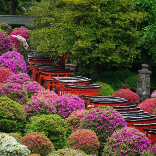 trees in bloom surrounding torri gate tunnel