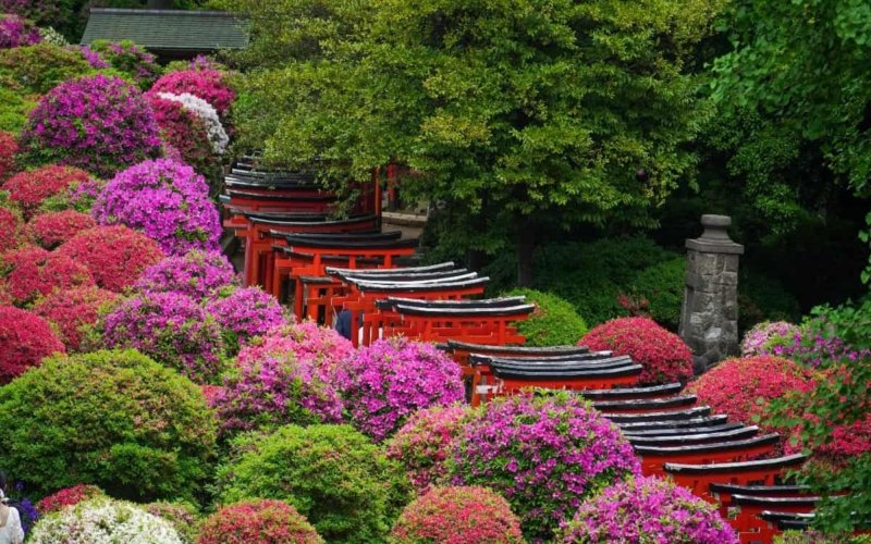 trees in bloom surrounding torri gate tunnel