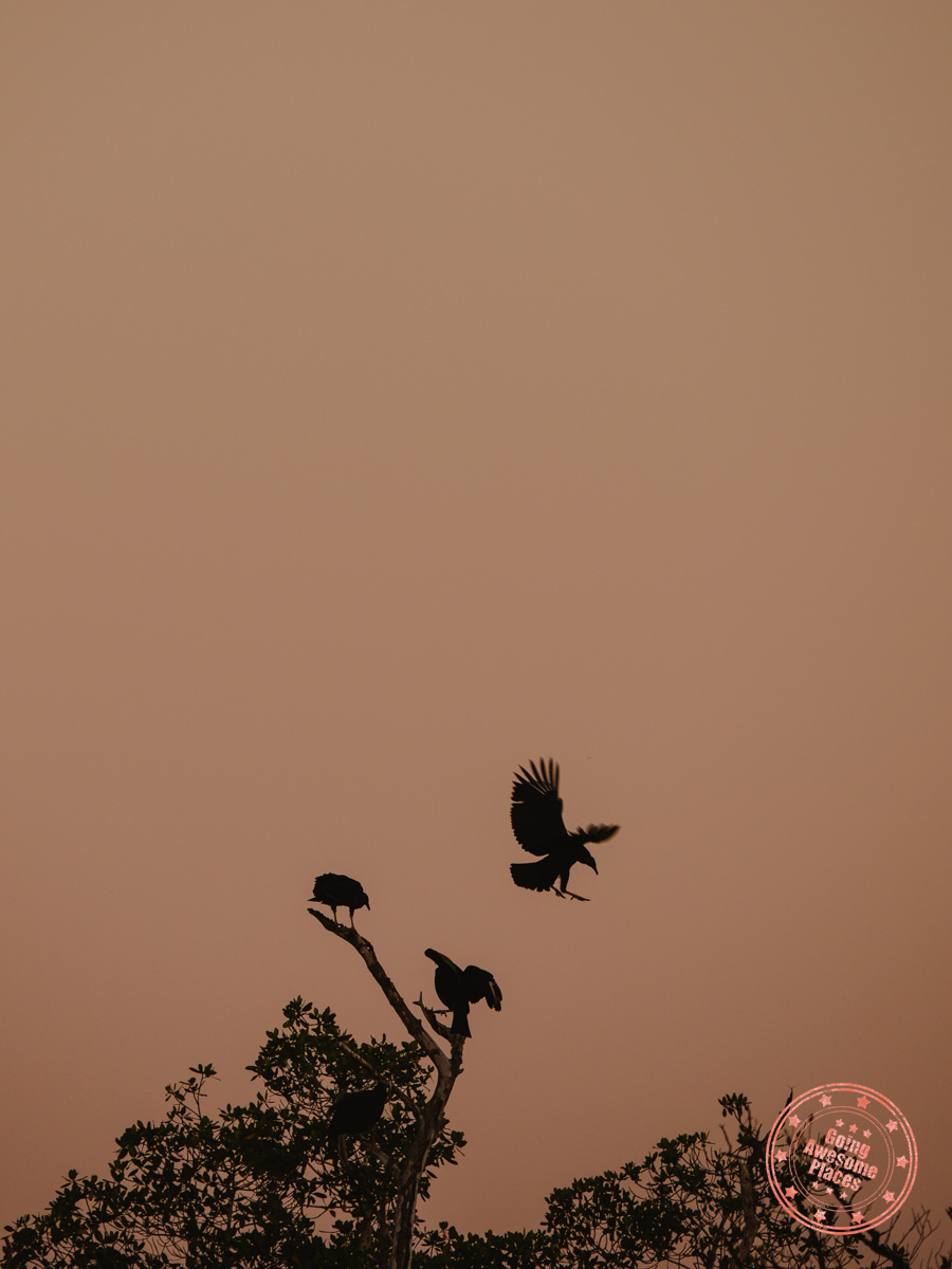 birds silhouette in everglades national park at sunset