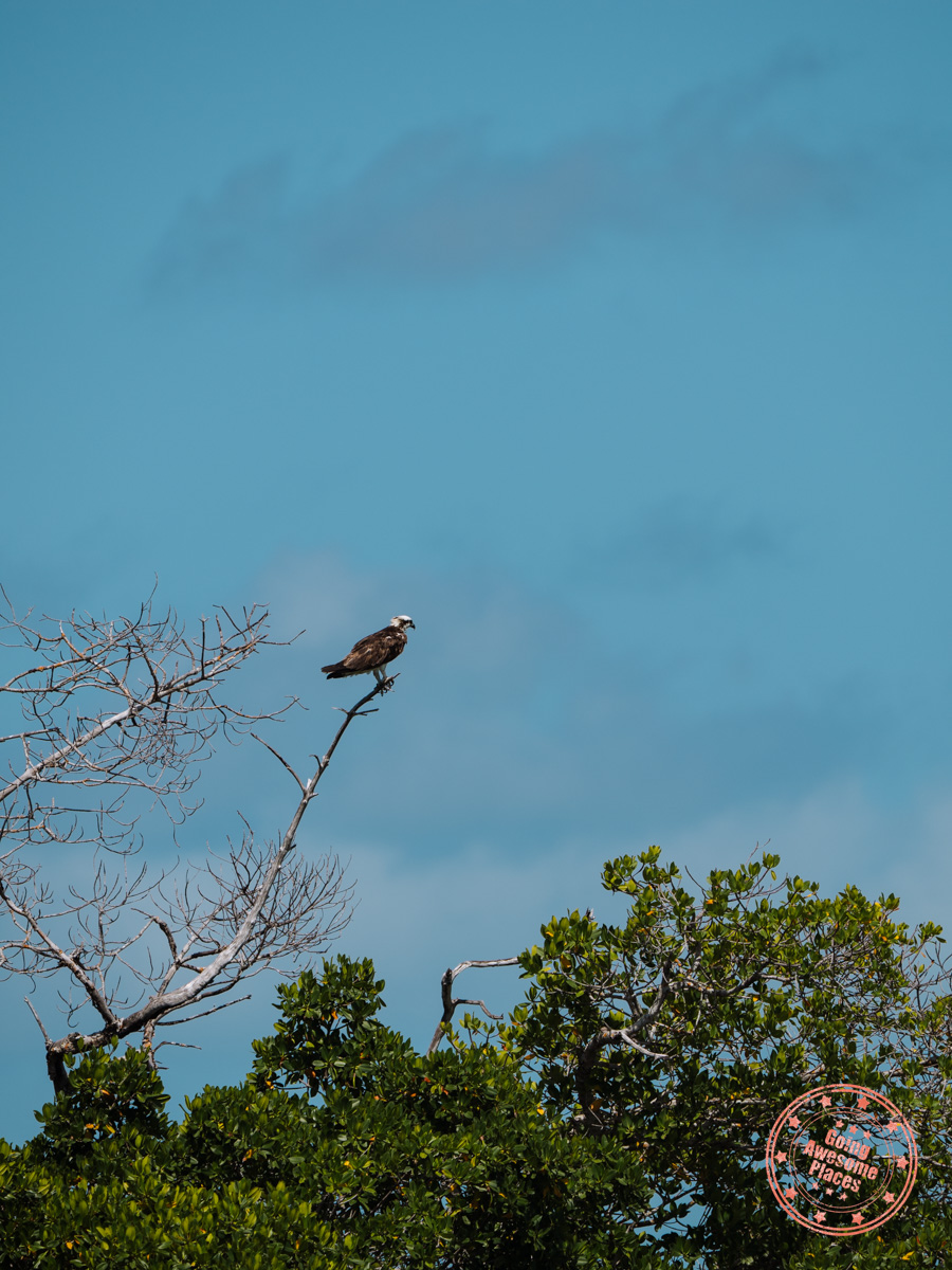 osprey perched on tree in everglades national park