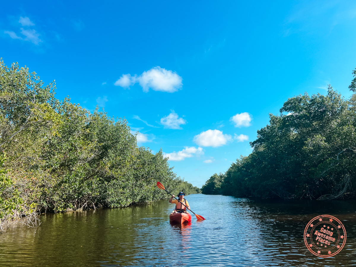scenic kayak on river canal at everglades national park