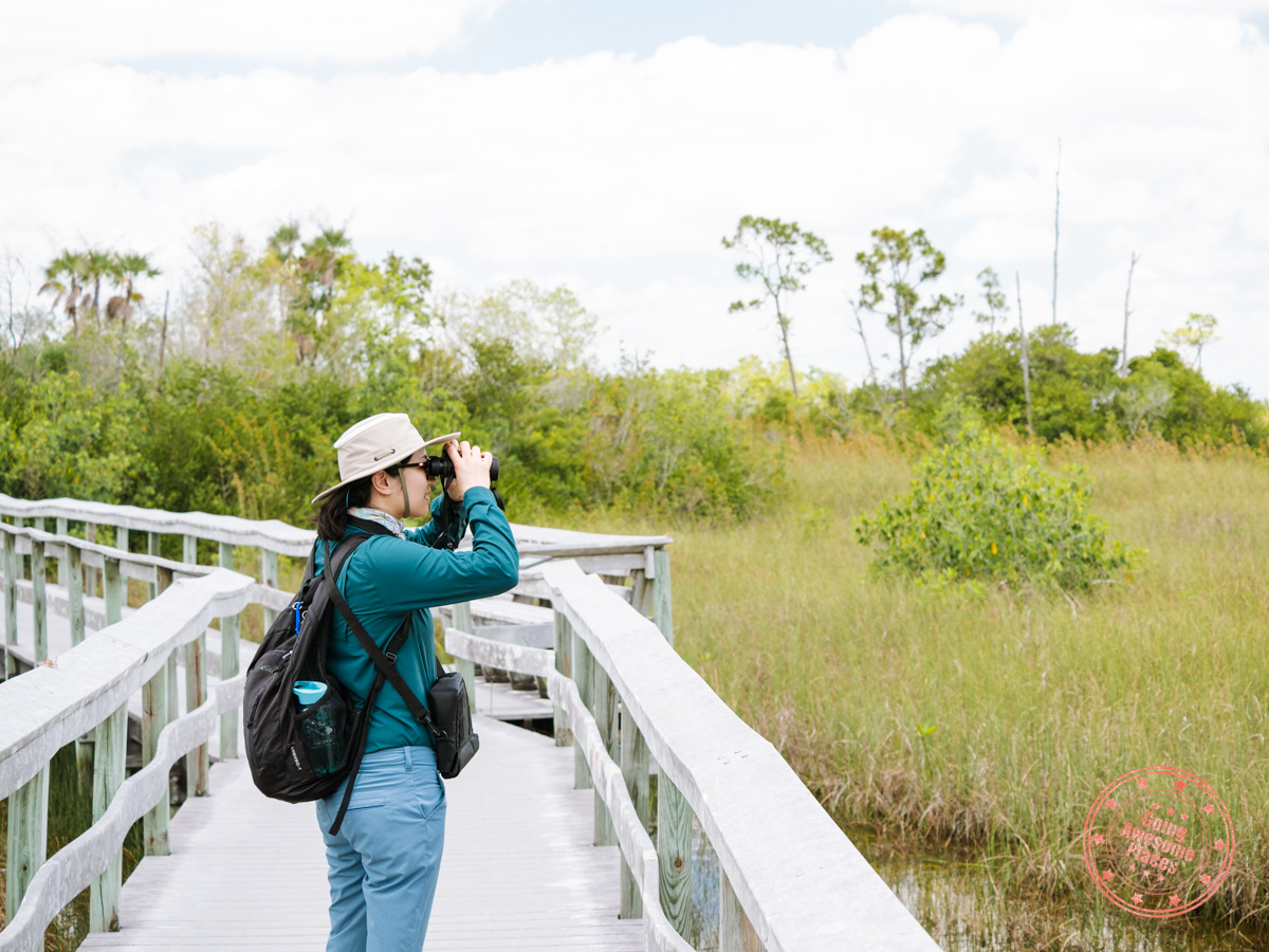 woman using binoculars for wildlife viewing on mahogany hamoock trail in everglades national park