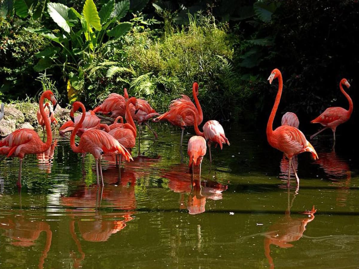 flamingos gathered together in water at flamingo gardens